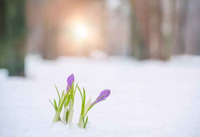 Tulips peaking above the snow.