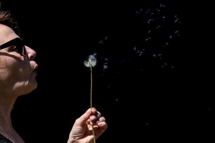 A person just beginning to blow a dandelion.