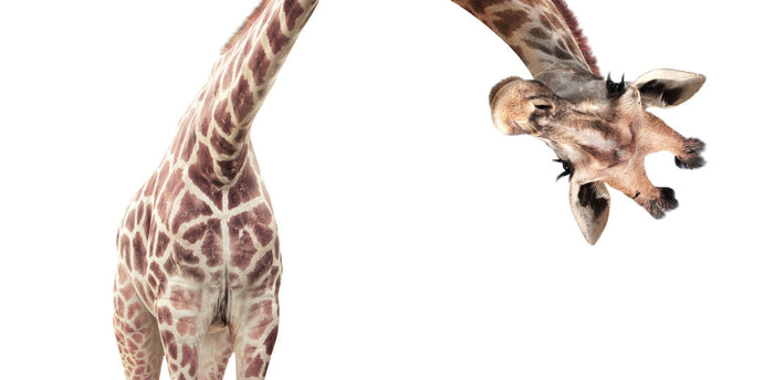 A Giraffe looking out at the reader.