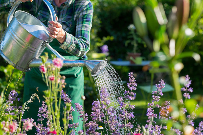 person watering flowers.
